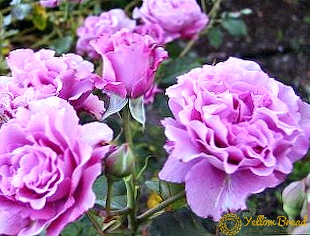 Floribunda गुलाब कैसे रोपण और बढ़ने के लिए