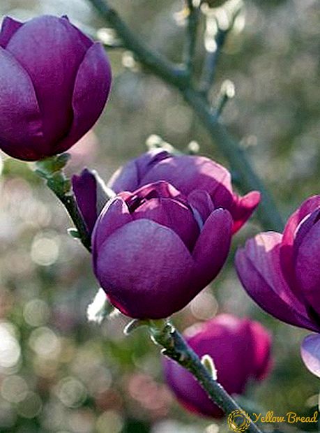 Hvordan plante og vokse Magnolia Sulanzha på nettstedet ditt