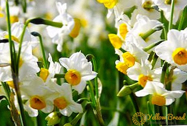 How to plant daffodils in the fall?