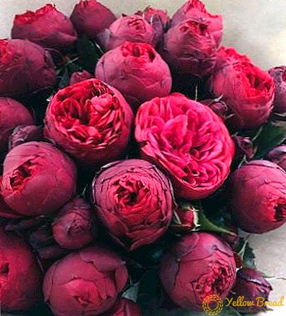 How to prepare peonies for winter