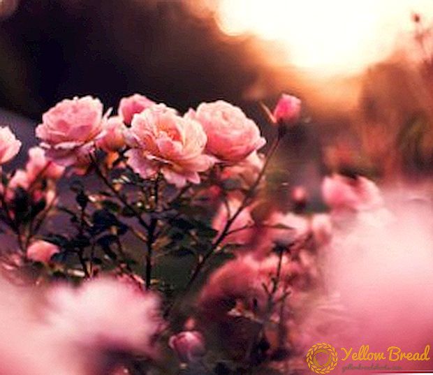 موسم خزاں کے لئے گلاب تیار کرنے کے لئے: خزاں پھول کی دیکھ بھال