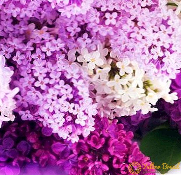 Paano i-save ang cut lilac: mga pangunahing prinsipyo at panuntunan