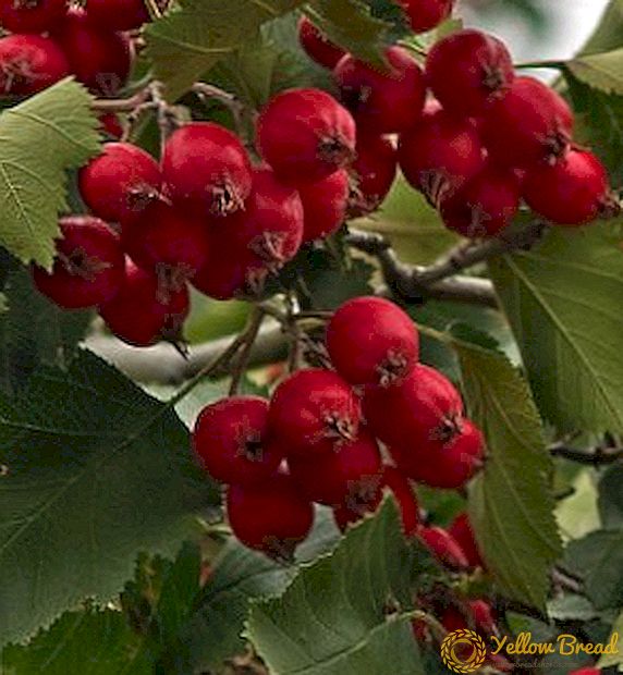 How to prepare hawthorn for the winter: recipes