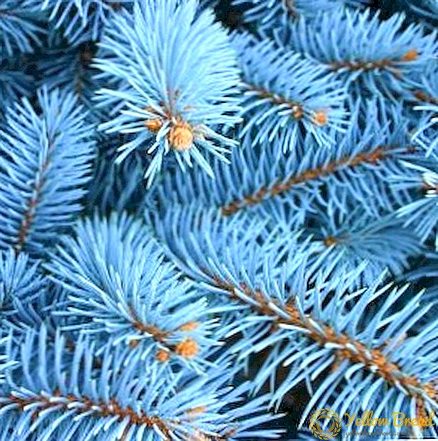 Jinsi ya kueneza vipandikizi vya bluu vya spruce