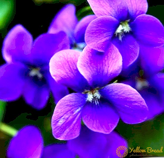 How to propagate violet leaf at home