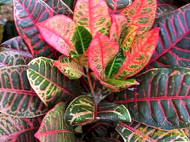 Ki jan nan swen pou Croton: ap grandi plant dekoratif nan kay la