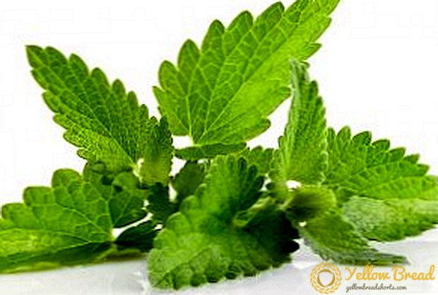 How to dry mint for the winter?