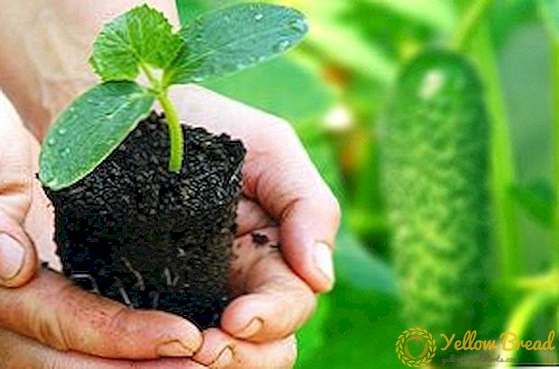 Како да се засади краставици за садници: расте дома