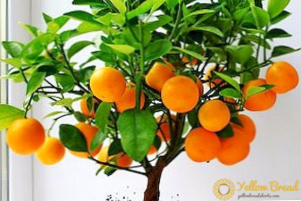 Hogyan töltsünk be egy mandarinot és gondoskodjunk otthonról