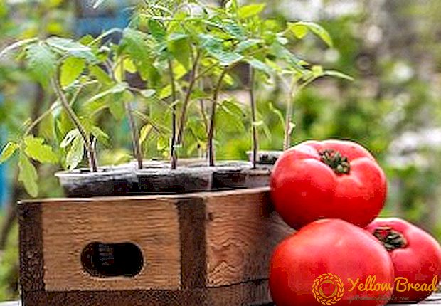 Hoe tomaten zaailingen thuis te zaaien en te laten groeien