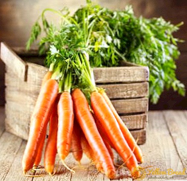 Hvordan man opbevarer gulerødder: de bedste måder