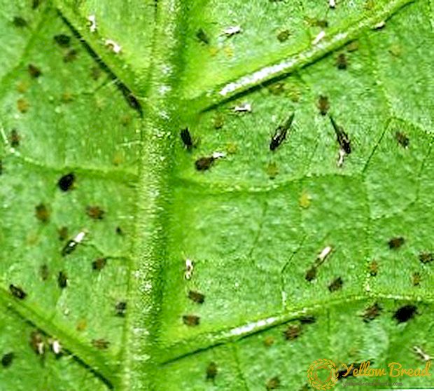 بیماریوں اور کیڑوں سے ککڑیوں کا علاج کیسے کریں: لوک علاج