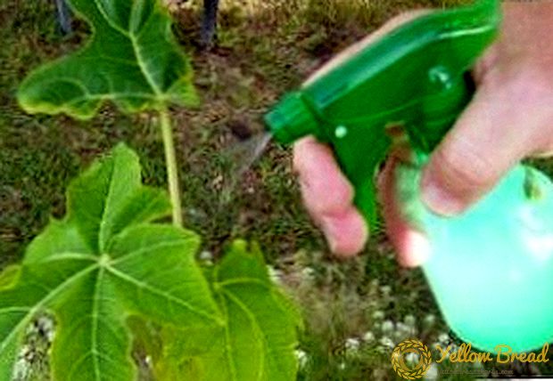 Como usar xabón verde para protexer as plantas contra enfermidades e pragas (instrución)