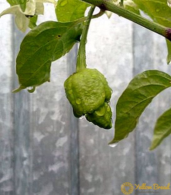 How to water the peppers in the greenhouse