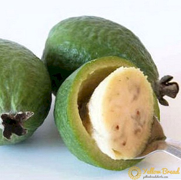 What is feijoa useful for?