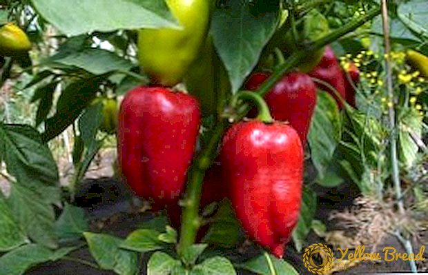 Kuidas, millal ja kuidas kasti kasvatada paprika?