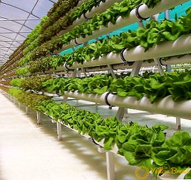 Hydroponics: Is there a future for technology?