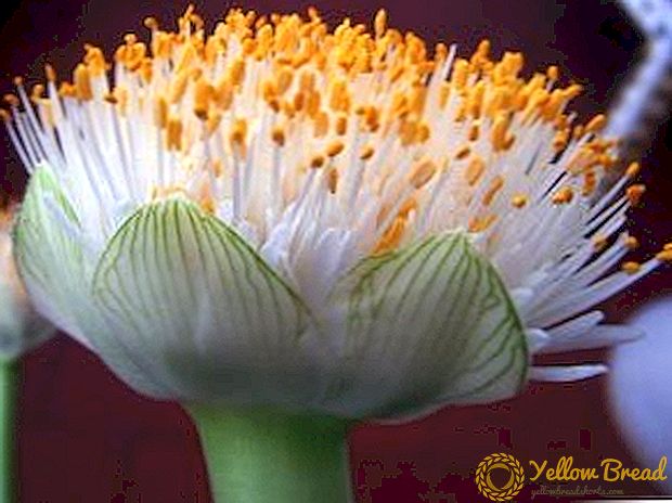Kultivacija, reprodukcija, bolesti u unutrašnjem cvetu hemantusa (jezera)