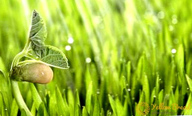 肥料と成長刺激剤「花粉」の使用説明書