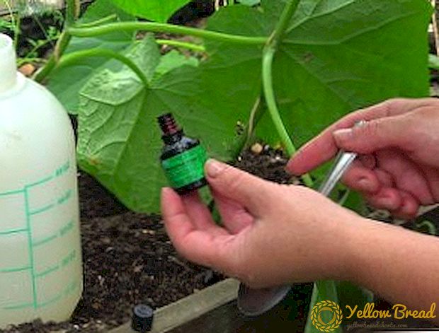 Jodium vir komkommers: gebruik in kweekhuise en oop grond