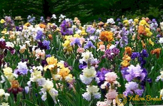 Irises ora mekar: panyebab masalah lan carane ngatasi