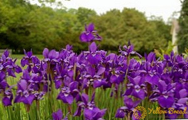 Siberian Iris: opis novih i popularnih sorti