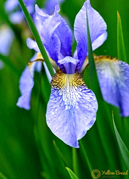 Siberian Iris: leyndarmál vel ræktunar