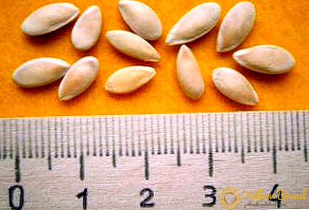 האם יש צורך וכיצד להשרות את זרעי המלפפונים לפני השתילה?