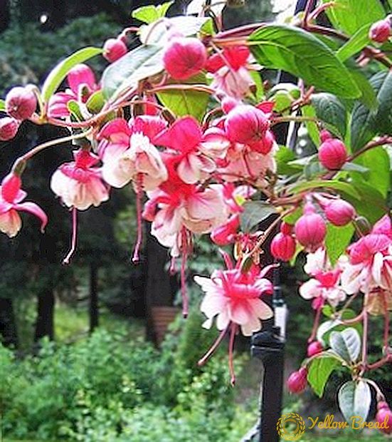 Is it possible to grow fuchsia in the garden