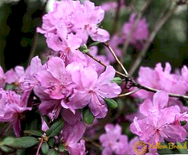 Is dit moontlik om rhododendron in Siberië te groei?