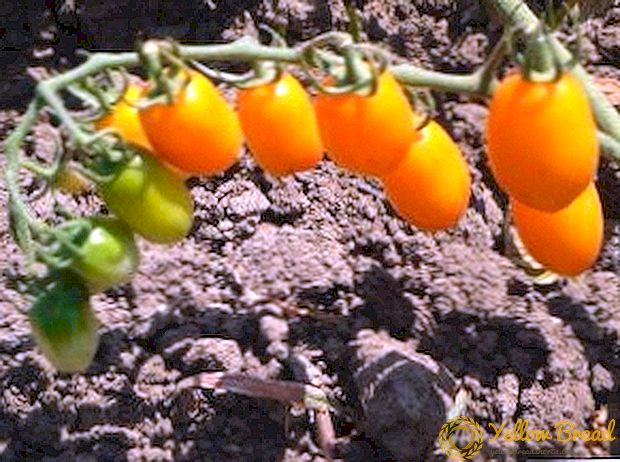 Είναι δυνατόν να αναπτυχθούν ντομάτες χωρίς πότισμα