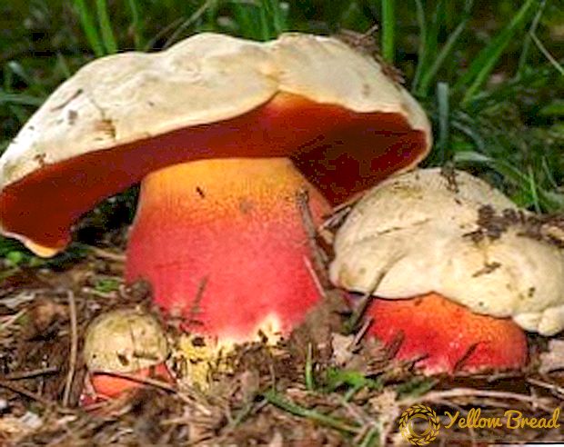 ¿É posíbel poñerse envenenado con cogumelos satánicos?