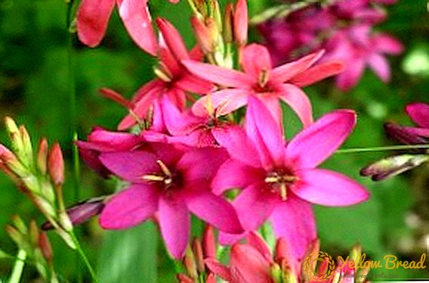 Ixia: planterar och bryr sig om en exotisk blomma