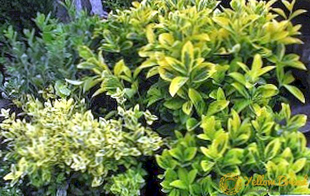 Japanese euonymus: growing and care in room conditions