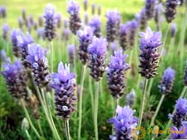 Smáblá lavender: planta og verða ástfangin