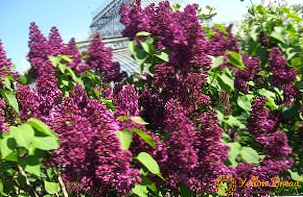 Lilac Red Moscow: descrición da variedade, características do cultivo e coidado