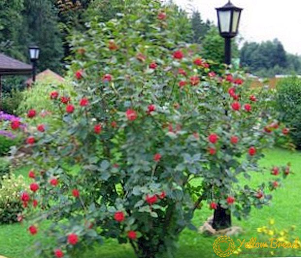 Dhaptar bushes berry kanggo menehi katrangan (foto lan jeneng)