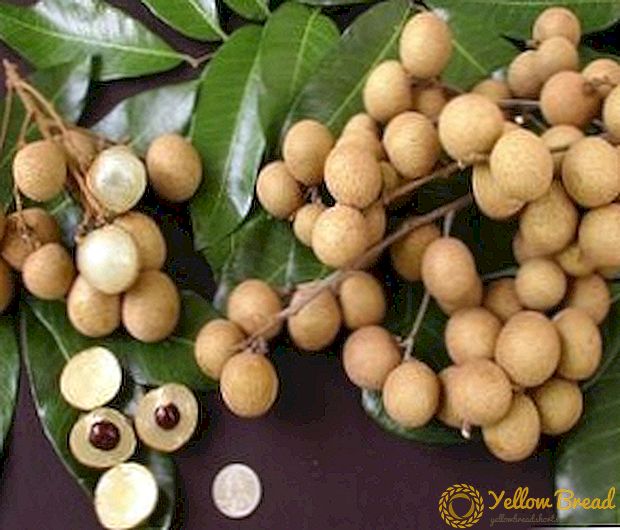 Longan (dragon eye): is it possible to grow out of the stone at home