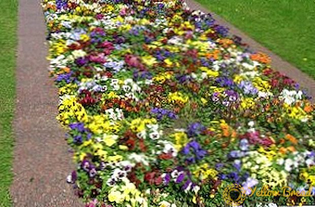 Korte bloemen voor een bed van een foto en namen