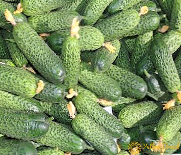 Lukhovitsy-komkommer: hoe te groeien en wat zijn de voordelen