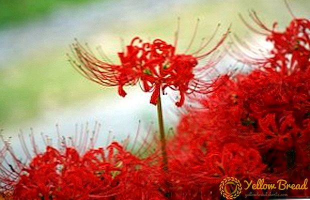 Likoris: plantering och vård av en exotisk blomma