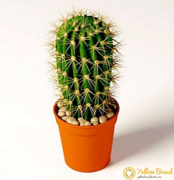 The magical properties of cactus