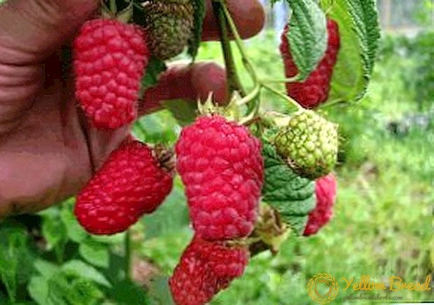 Raspberry Lyachka (Lyashka): ciri, kaluwihan lan cacat