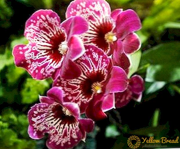 Miltonia Orchid: plant, versorg, teling, oorplanting