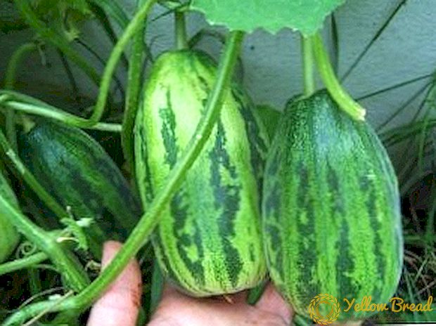 Ogurdynia: fitur tanduran hibrida timun lan melon