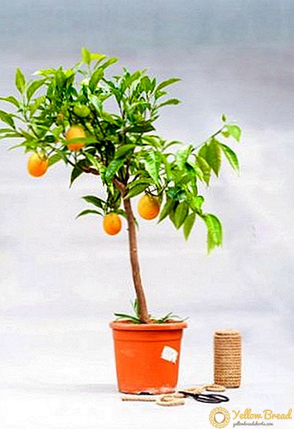 Oranssi kotitekoinen puu: pussitettu