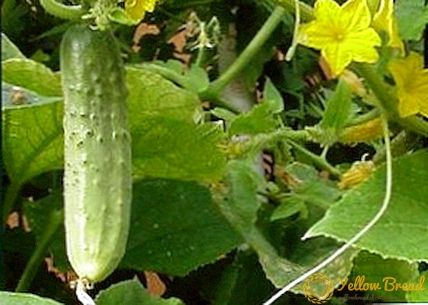 Eierstokken van komkommers worden geel: redenen