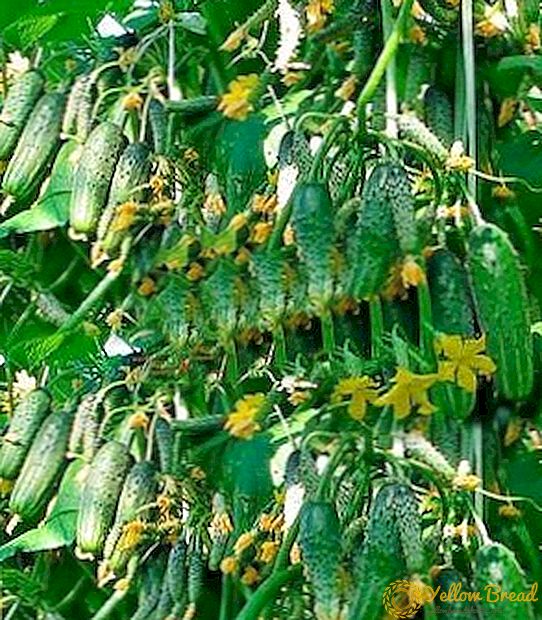 Over-yielding and early ripening: Siberian Festoon variety cucumbers