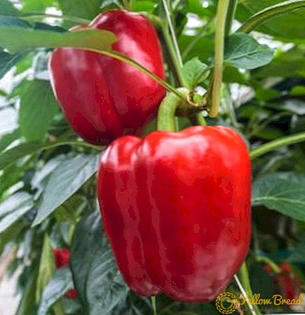 Funktioner dyrkning af sød peber 