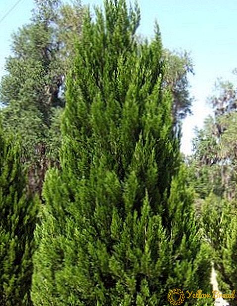 Características do cultivo de juniper virginsky